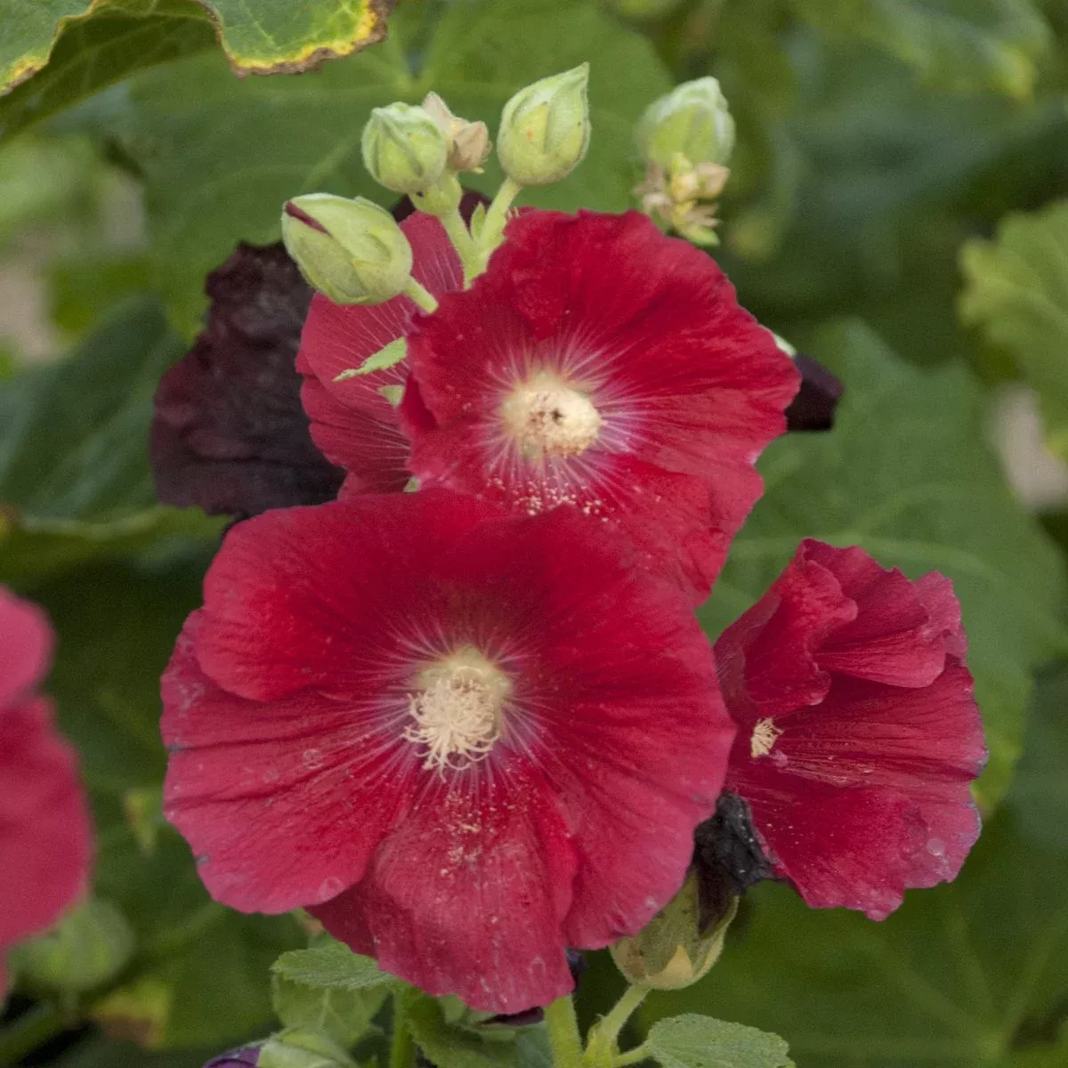 mars-magic-hollyhock-alcea 'Mars Magic' Hollyhock (Alcea)