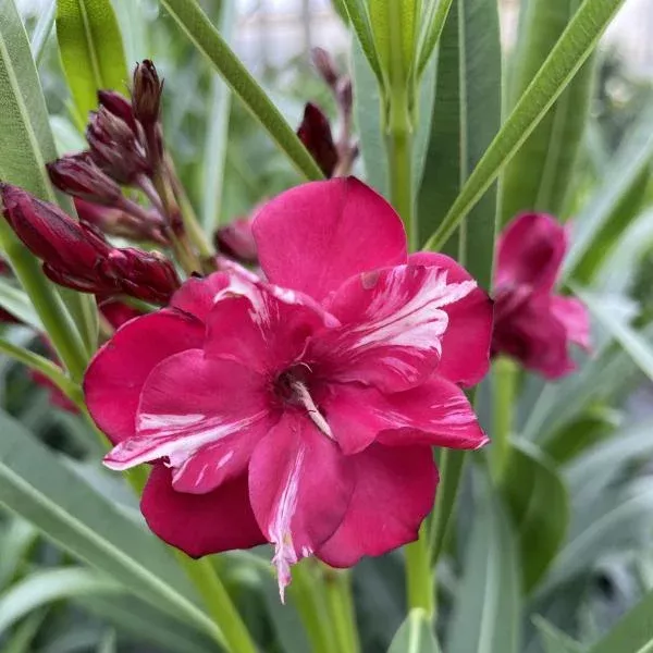 ol-bicolor-red-oleander-nerium ¡Olé!™ Bicolor Red Oleander (Nerium)