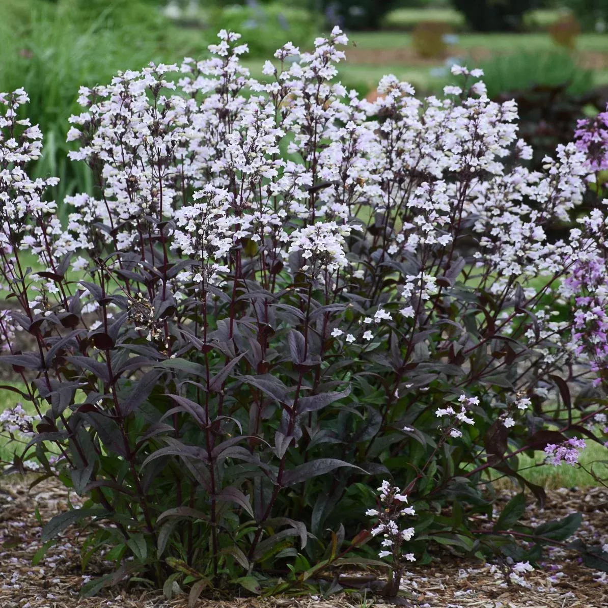 onyx-pearls-beardtongue-penstemon 'Onyx and Pearls' Beardtongue (Penstemon)