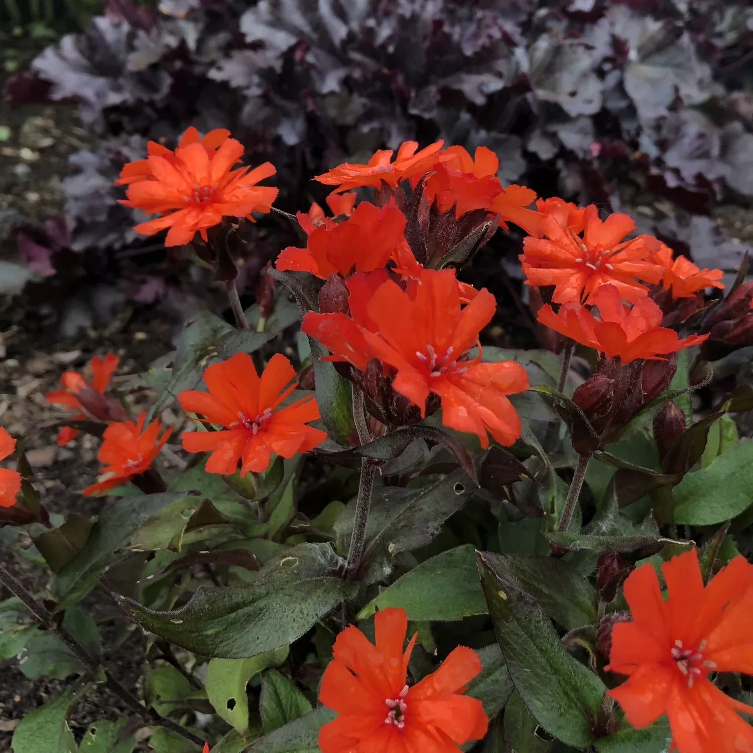 orange-gnome-catchfly-lychnis 'Orange Gnome' Catchfly (Lychnis)