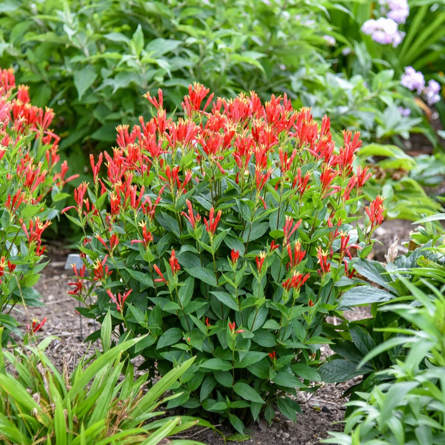 orange-slices-spigelia 'Orange Slices' Spigelia