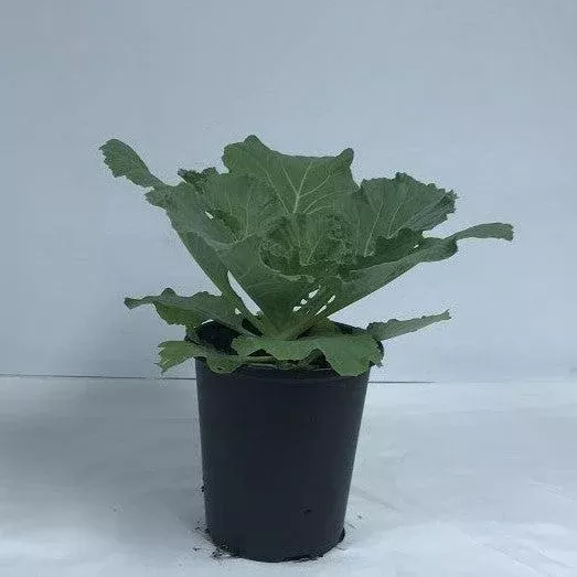 ornamental-cabbage ~ Ornamental Cabbage