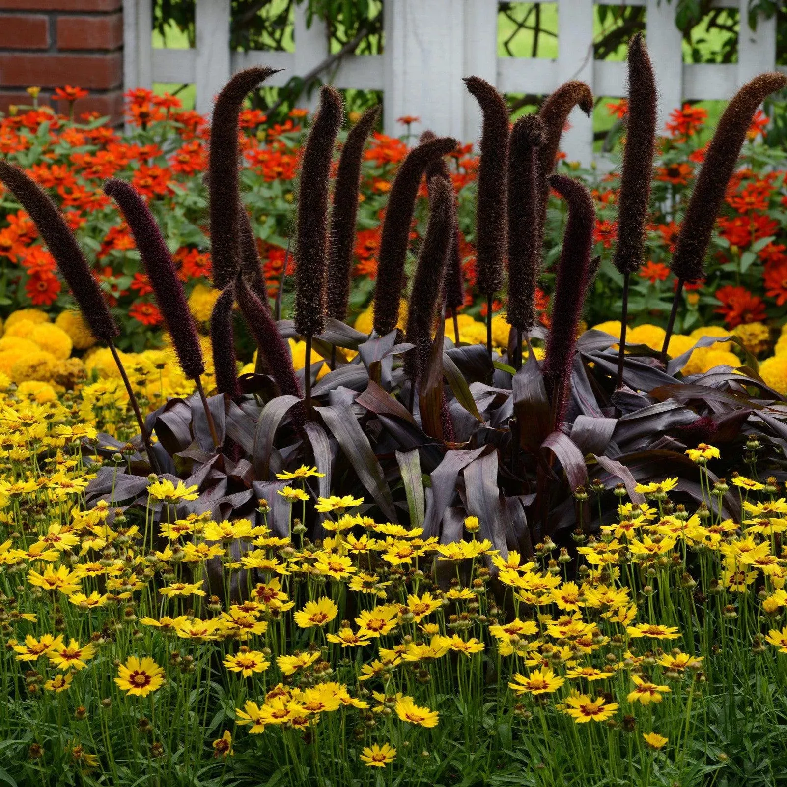 ornamental-grass-copper-prince ~ Ornamental Grass, Copper Prince