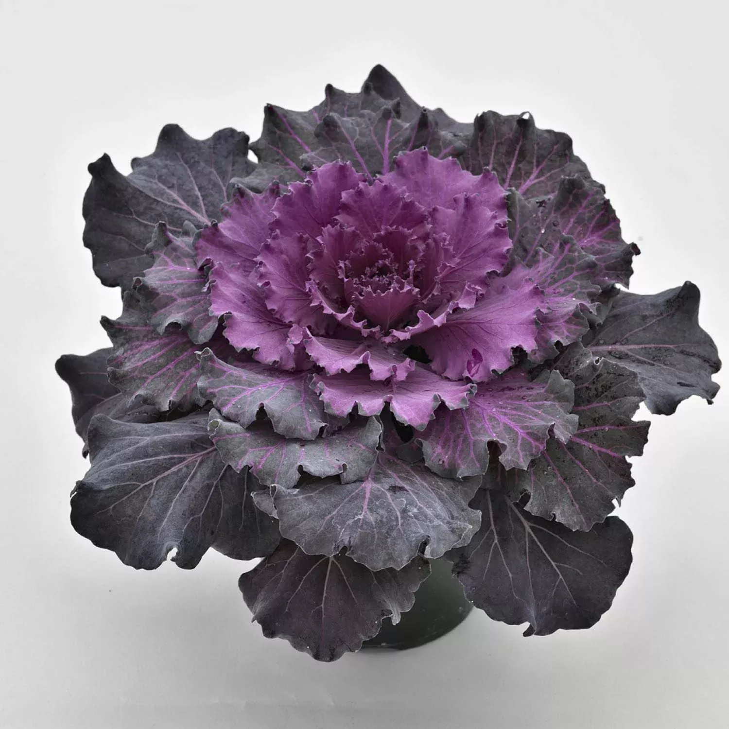 osaka-red-flowering-kale-brassica 'Osaka Red' Flowering Kale (Brassica)