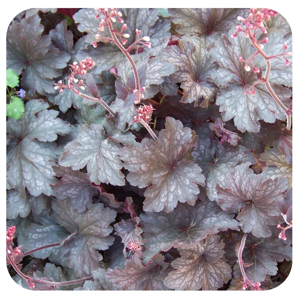 palace-purple-coral-bells-heuchera-micrantha "Palace Purple" Coral Bells Heuchera Micrantha