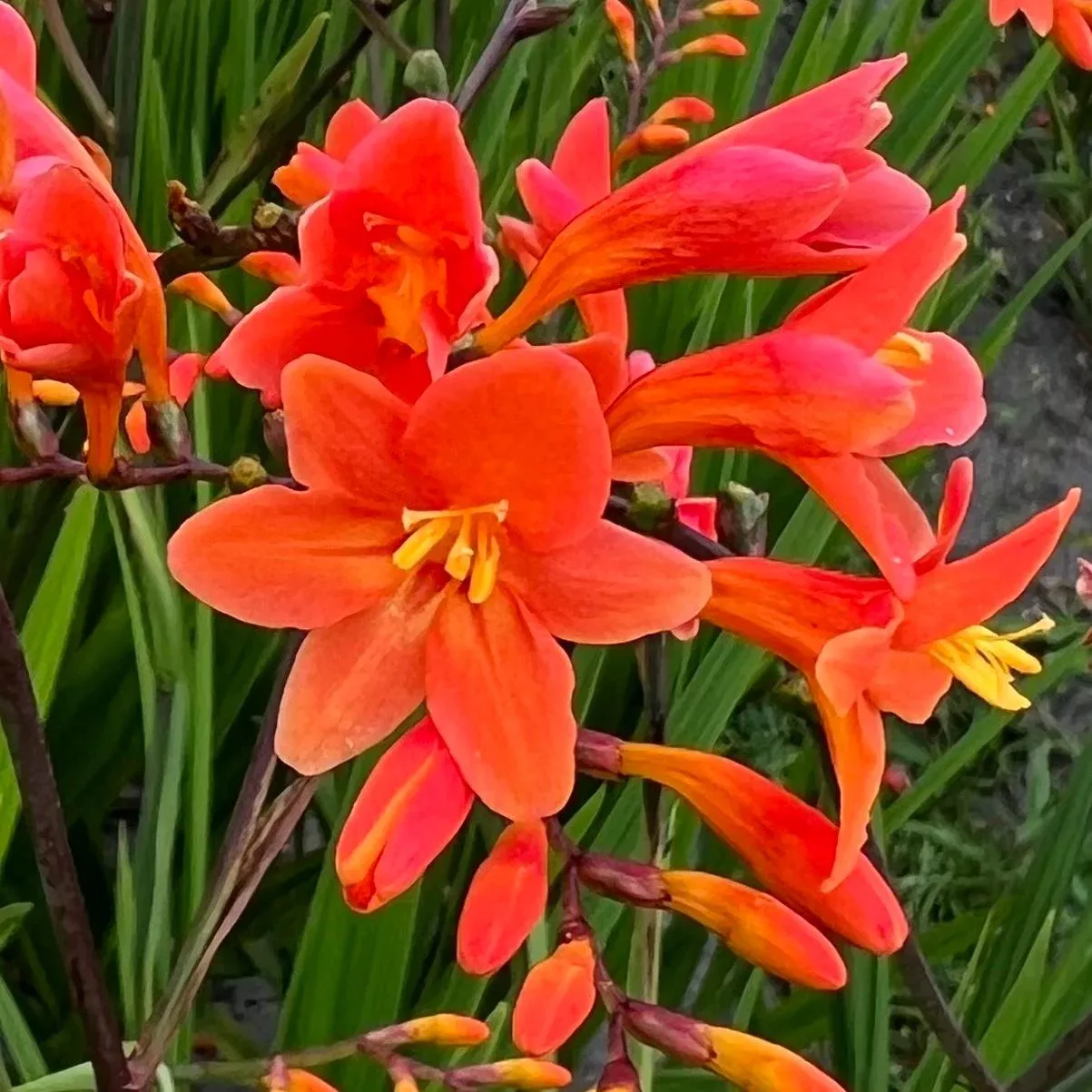 peach-melba-montbretia-crocosmia 'Peach Melba' Montbretia (Crocosmia)