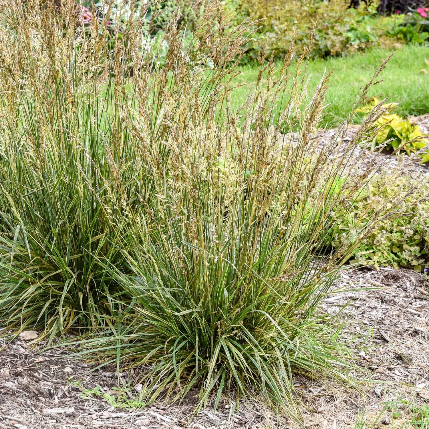 perfect-edging-tall-fescue-grass-festuca 'Perfect Edging' Tall Fescue Grass (Festuca)