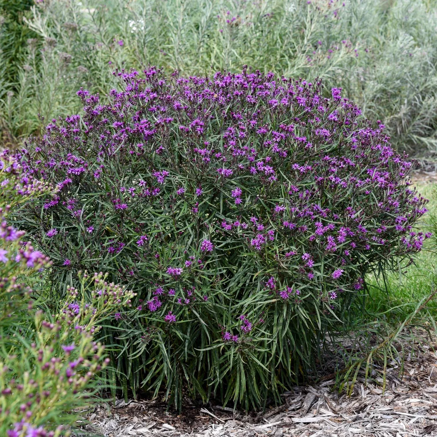prairie-princess-ironweed-vernonia 'Prairie Princess' Ironweed (Vernonia)