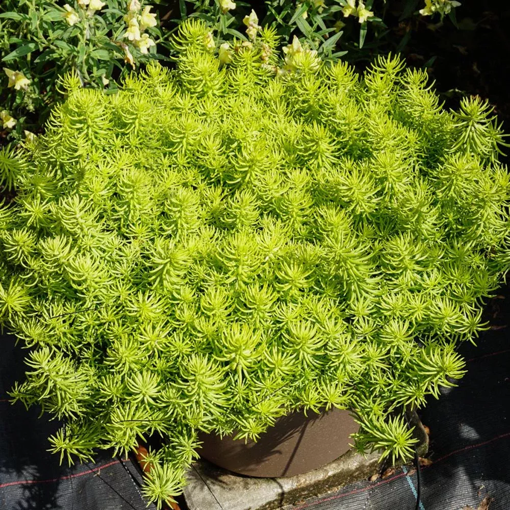 prima-angelina-stonecrop-sedum 'Prima Angelina' Stonecrop (Sedum)