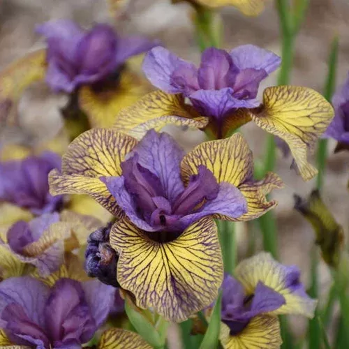 purring-tiger-siberian-iris 'Purring Tiger' Siberian (Iris)
