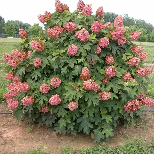 queen-hearts-oakleaf-hydrangea ‘Queen of Hearts’ Oakleaf Hydrangea