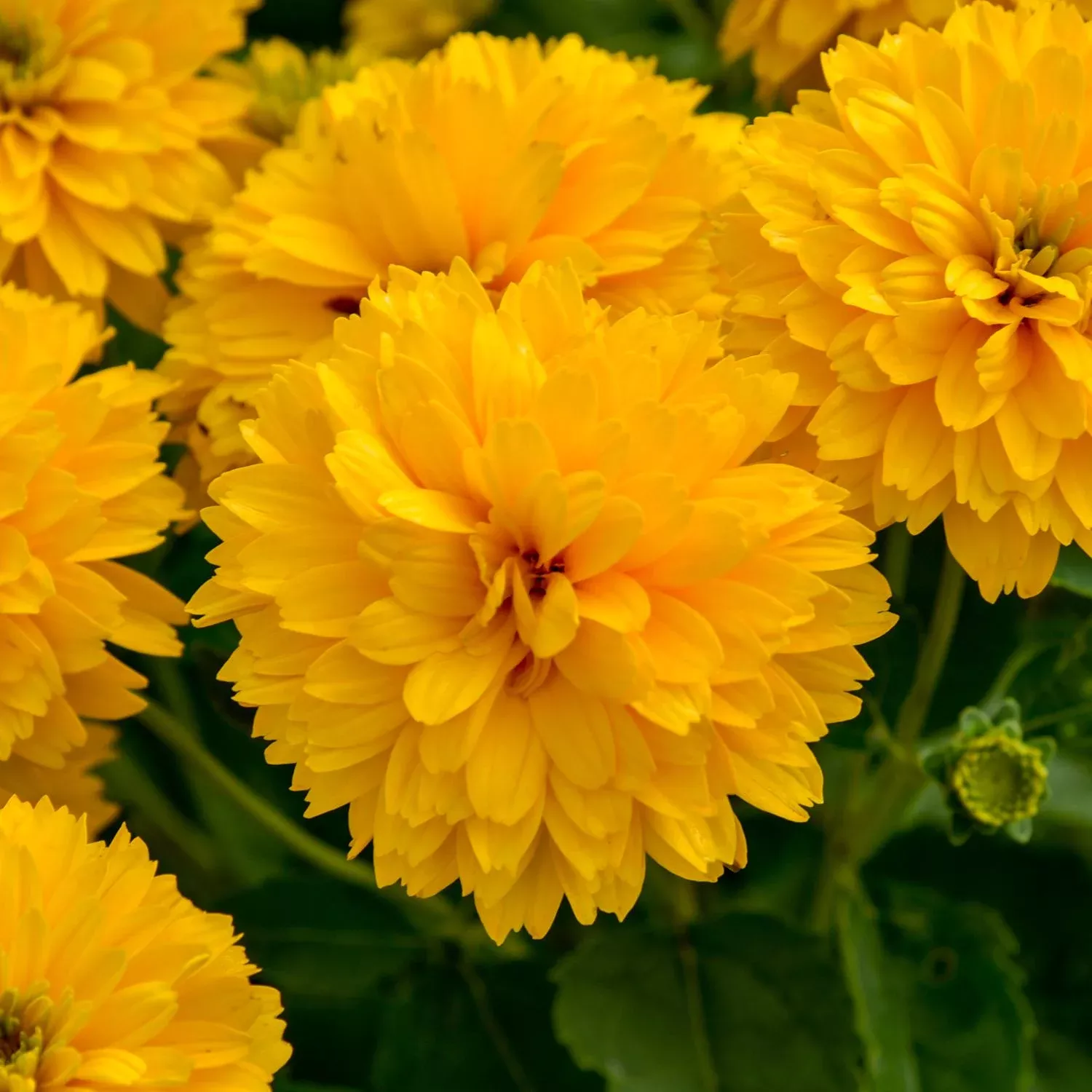 rays-days-false-sunflower-heliopsis 'Rays For Days' False Sunflower (Heliopsis)