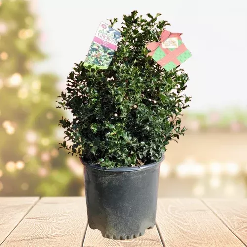 Red Beauty Holly - Holiday