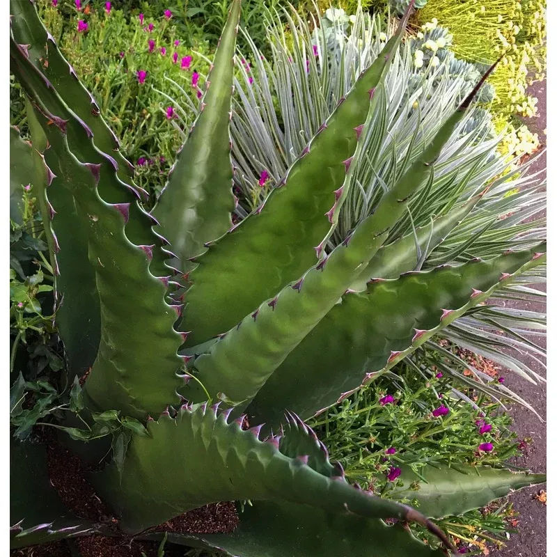 retail-agave-gentryi *RETAIL – Agave gentryi