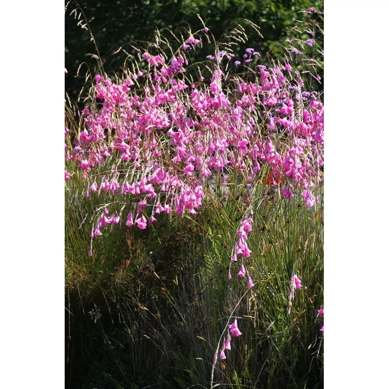 retail-dierama-pulcherrimum-slieve-donard-hybrids *RETAIL – Dierama pulcherrimum ‘Slieve Donard Hybrids’