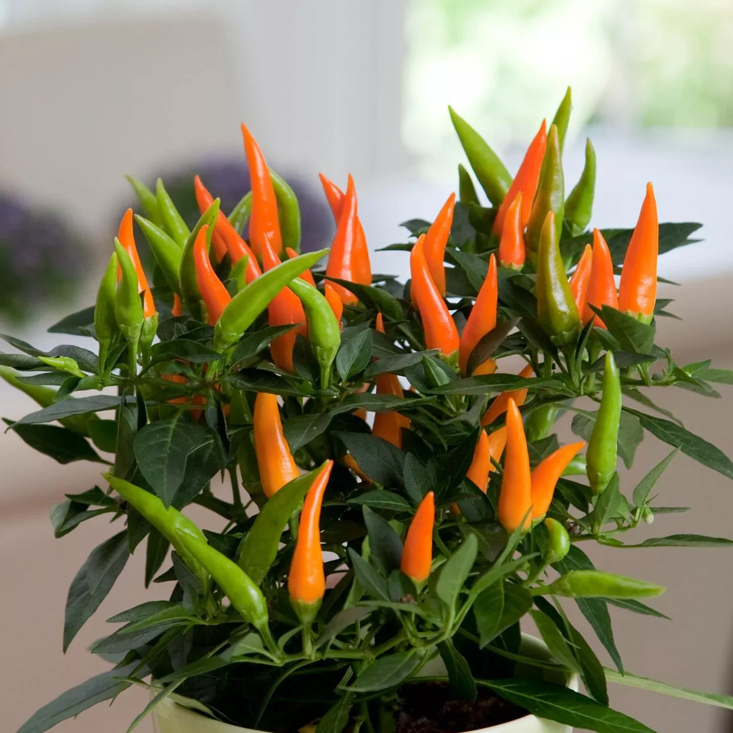 santos-orange-ornamental-pepper-capsicum 'Santos Orange' Ornamental Pepper (Capsicum)