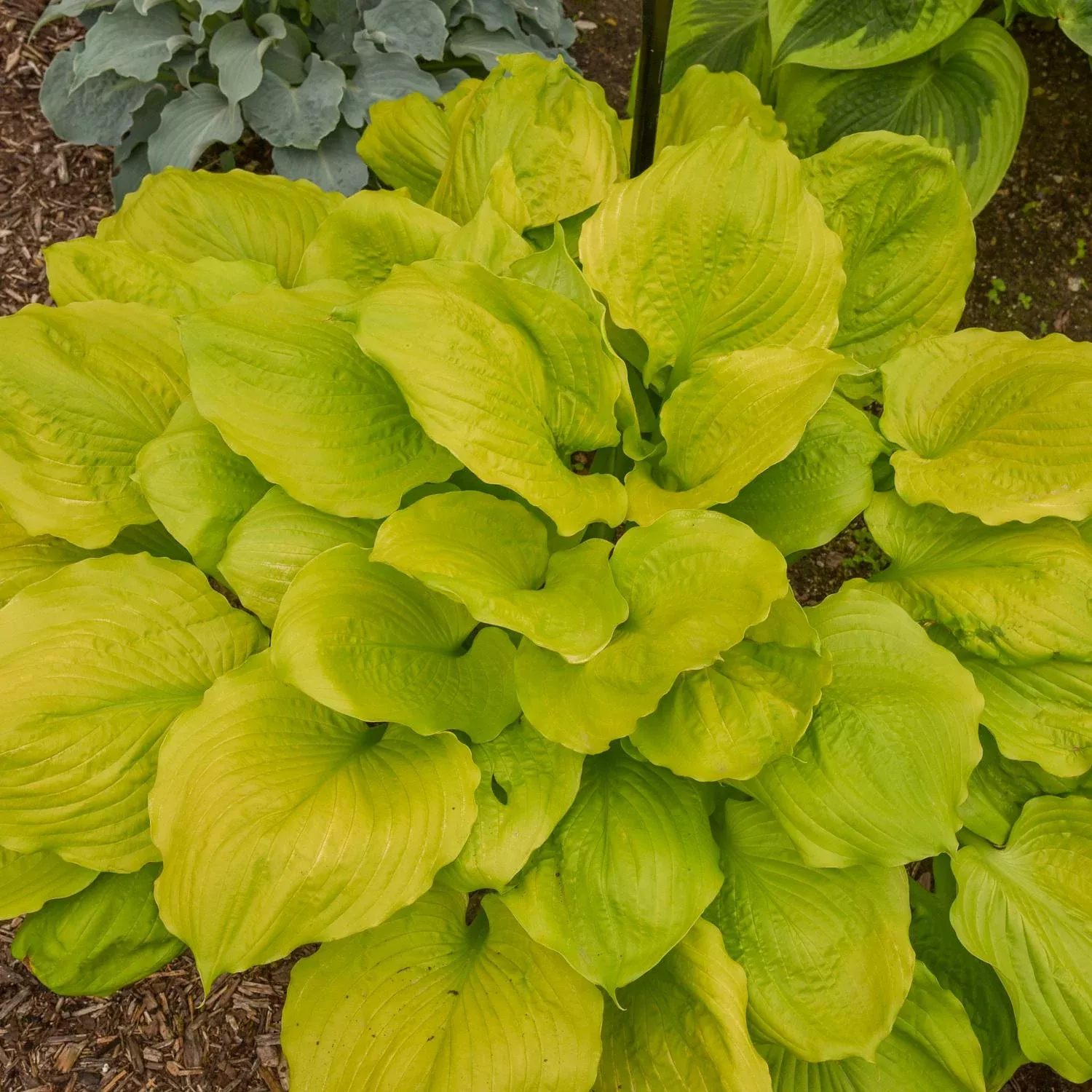 seasons-in-sun-hosta 'Seasons in the Sun' Hosta