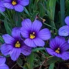 sisyrinchium-bellum-flower-seeds-planting-shade-tolerant-heirloom-gmo-free-seeds Sisyrinchium Bellum Flower seeds for Planting Shade Tolerant Heirloom & GMO Free Seeds for Home Garden