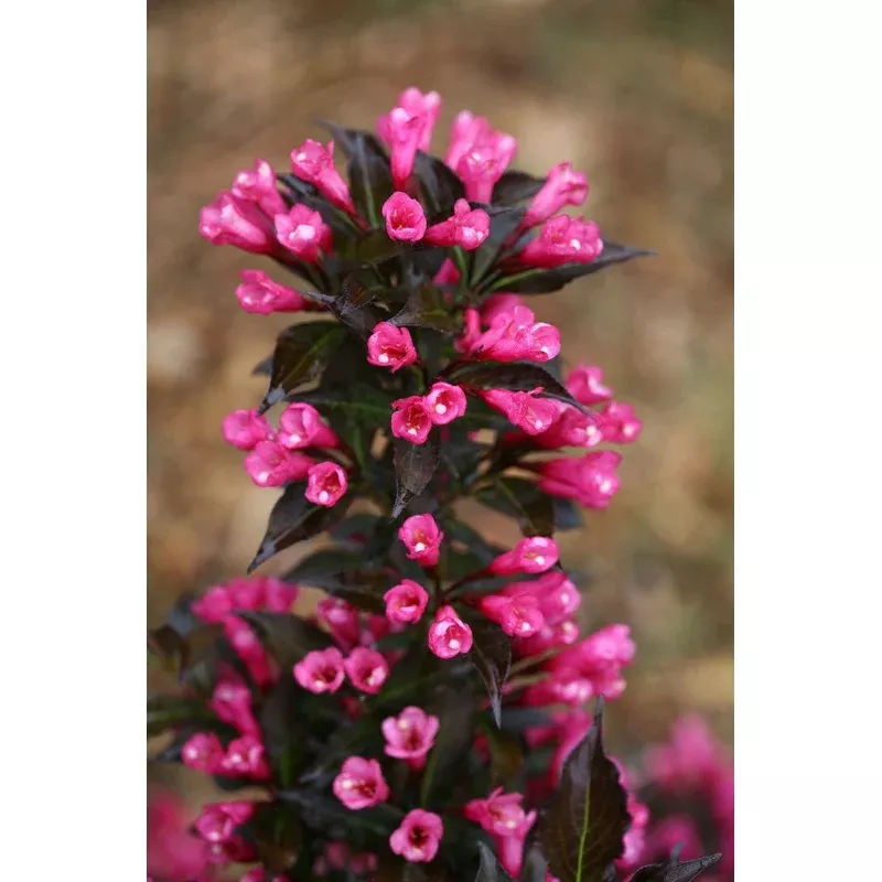 spilled-wine-weigela-florida ‘Spilled Wine’ Weigela florida
