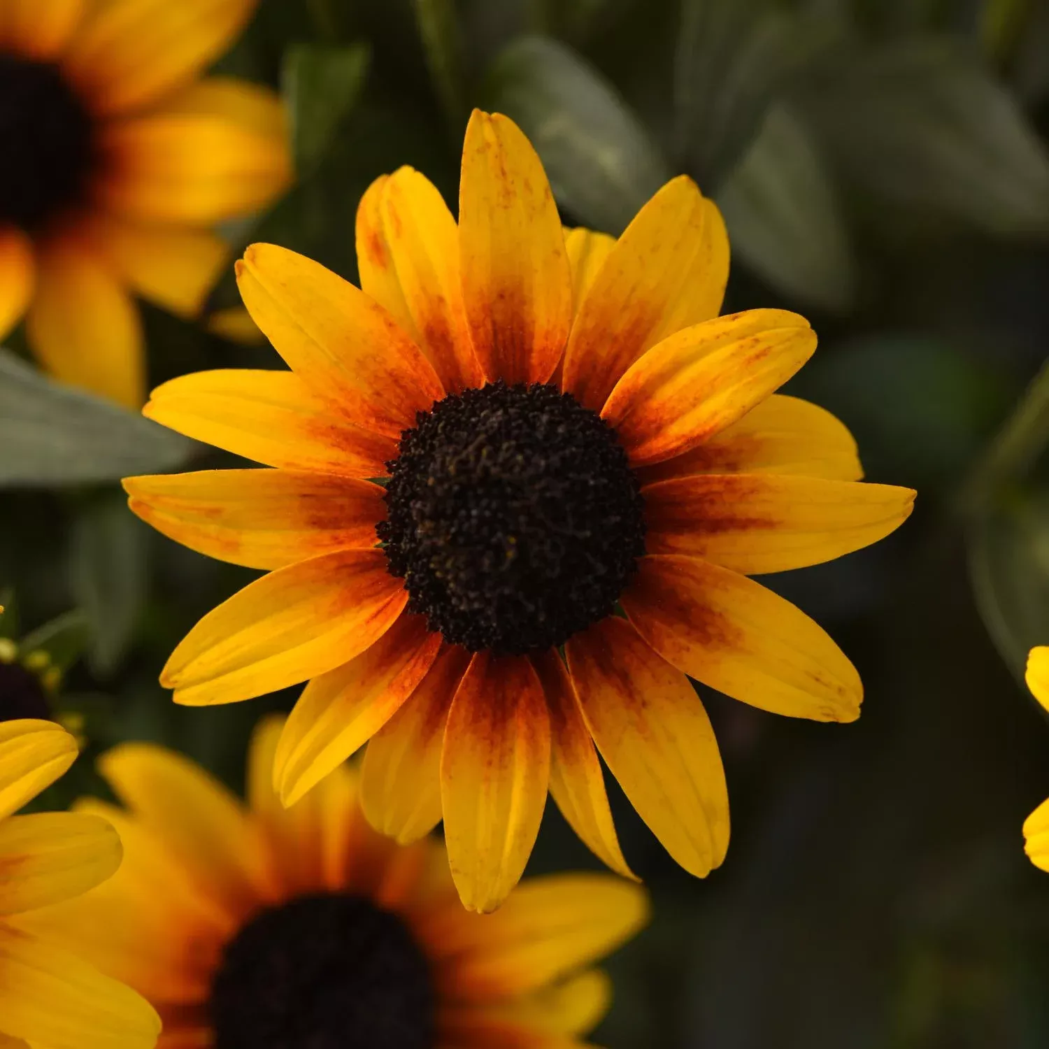 suntacular-black-eyed-susan-rudbeckia 'Suntacular' Black-Eyed Susan (Rudbeckia)