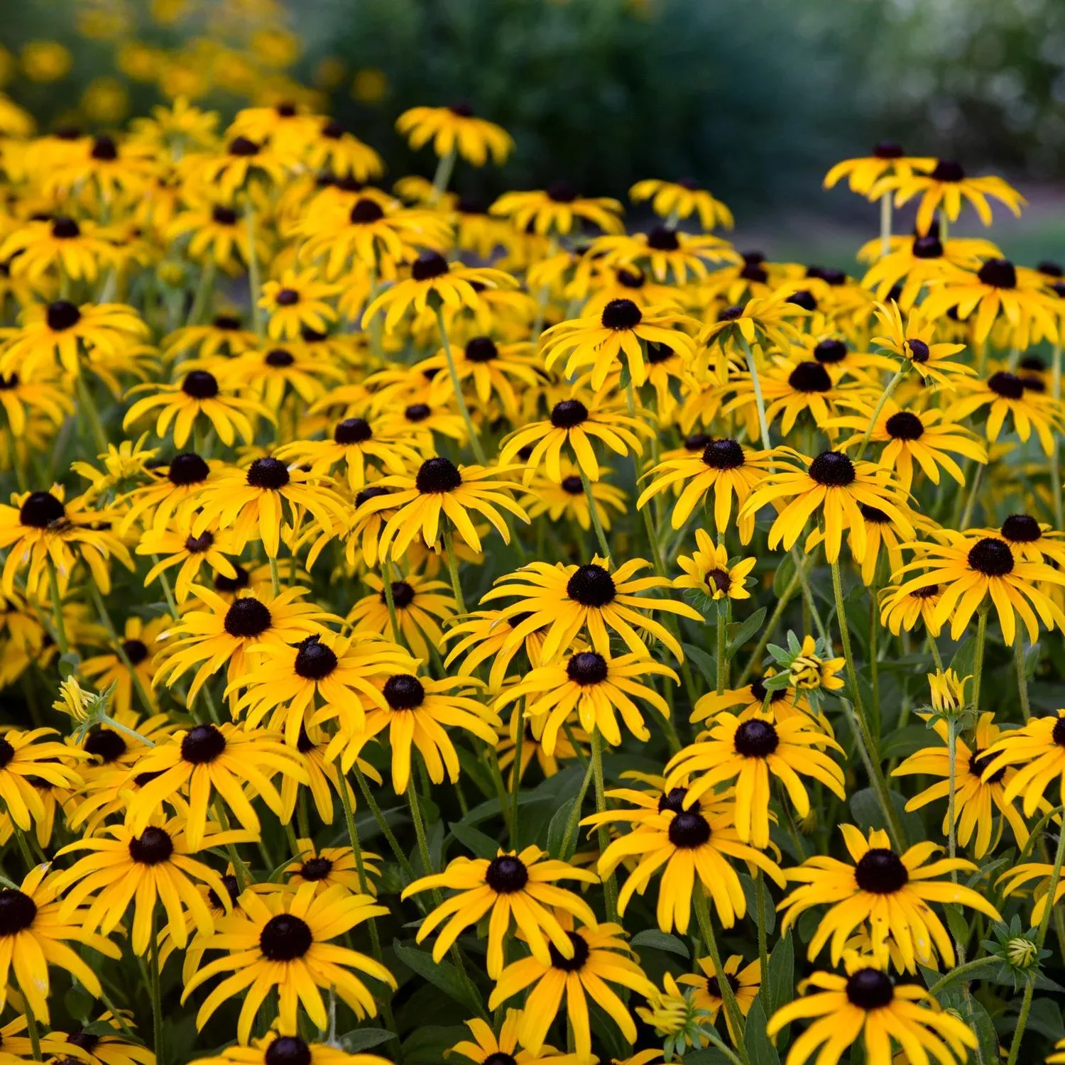 treasure-trove-black-eyed-susan-rudbeckia 'Treasure Trove' Black-Eyed Susan (Rudbeckia)