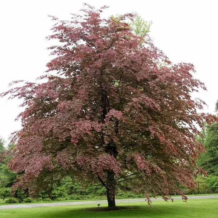 tri-color-beech-tree Tri-Color Beech Tree