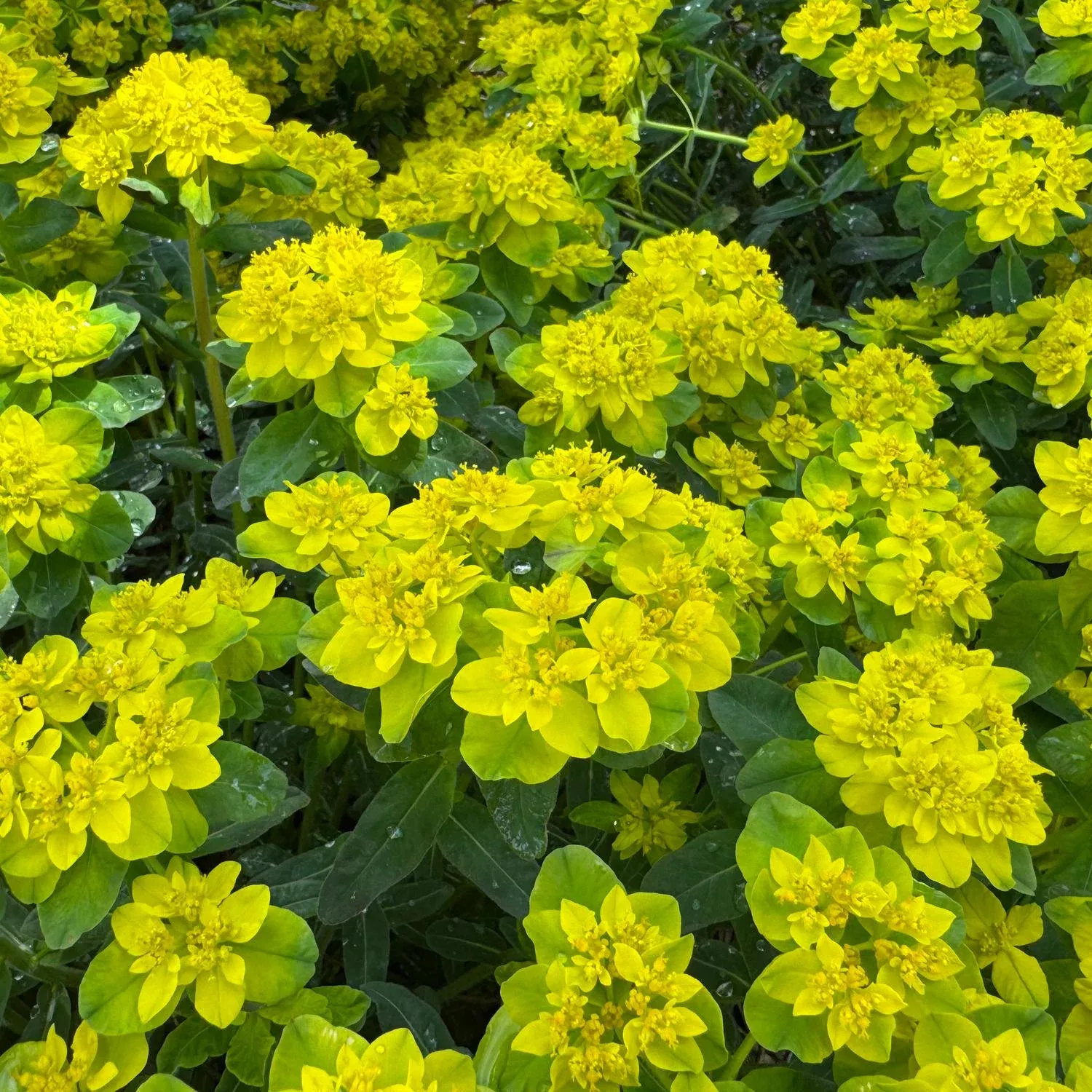 urge-to-splurge-spurge-euphorbia 'Urge To Splurge' Spurge (Euphorbia)
