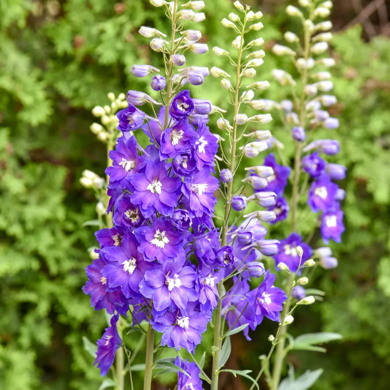 violets-are-blue-hybrid-bee-delphinium 'Violets are Blue' Hybrid Bee Delphinium