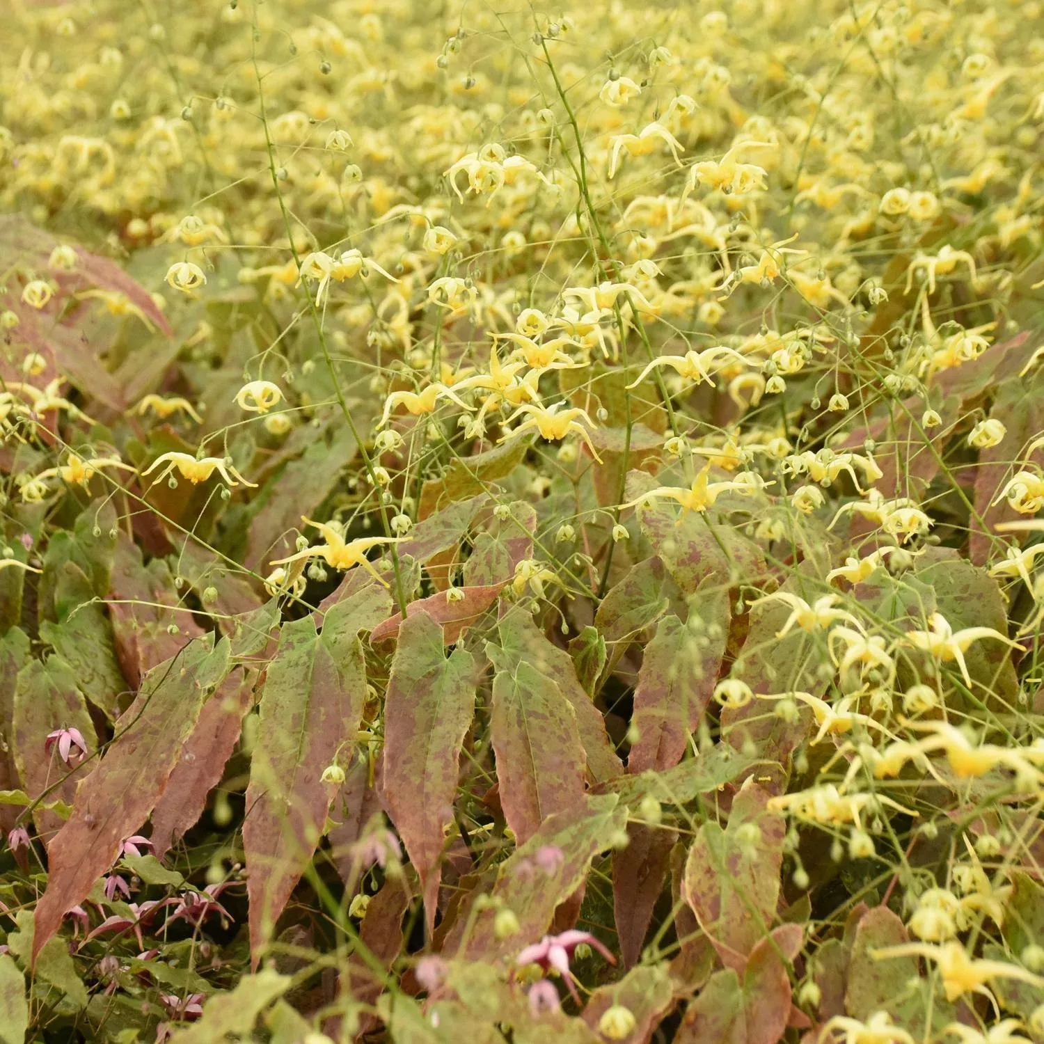woodland-elf-barrenwort-epimedium 'Woodland Elf' Barrenwort (Epimedium)