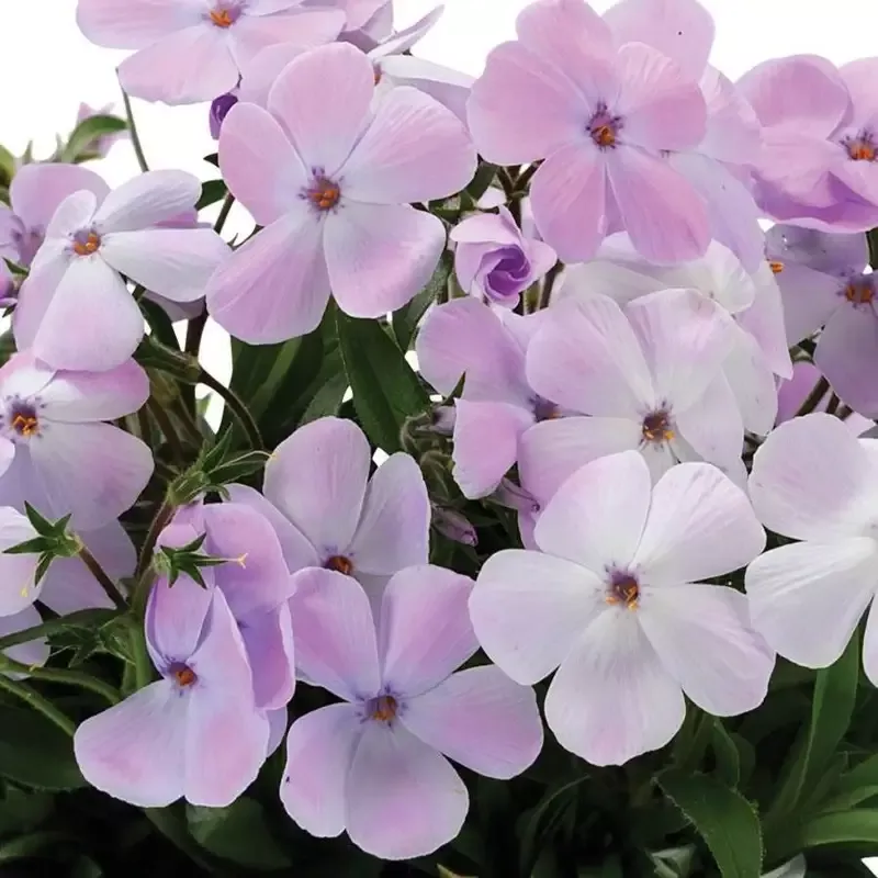 woodlander-lilac-woodland-phlox ‘Woodlander Lilac’ Woodland Phlox